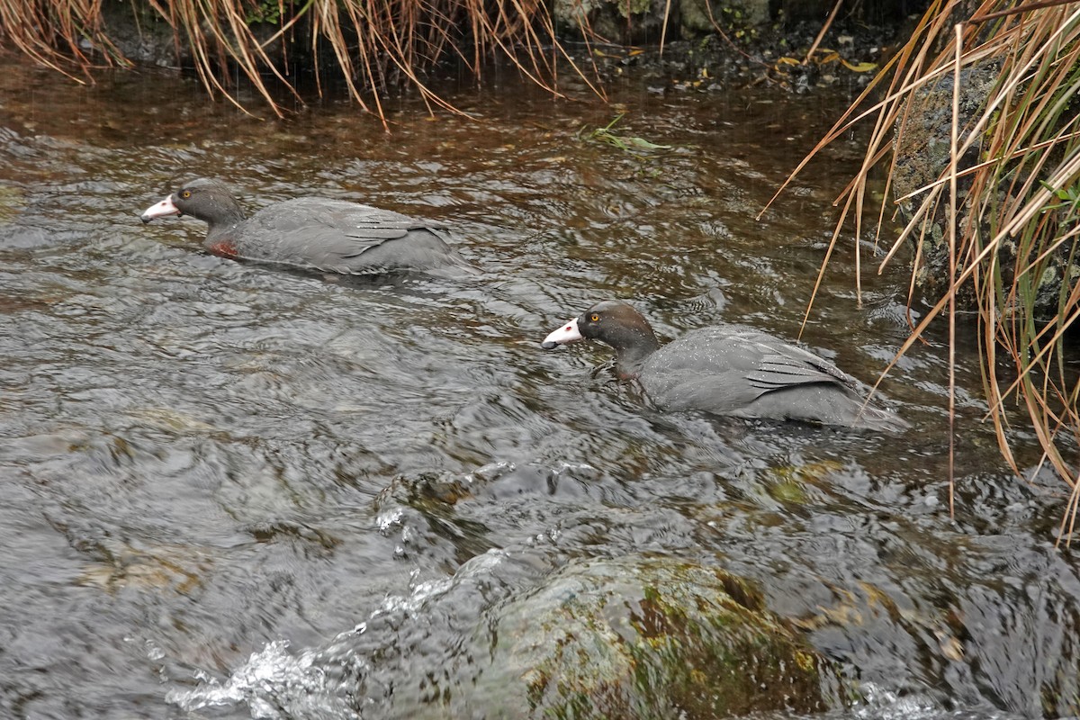 Mavi Ördek - ML646680882