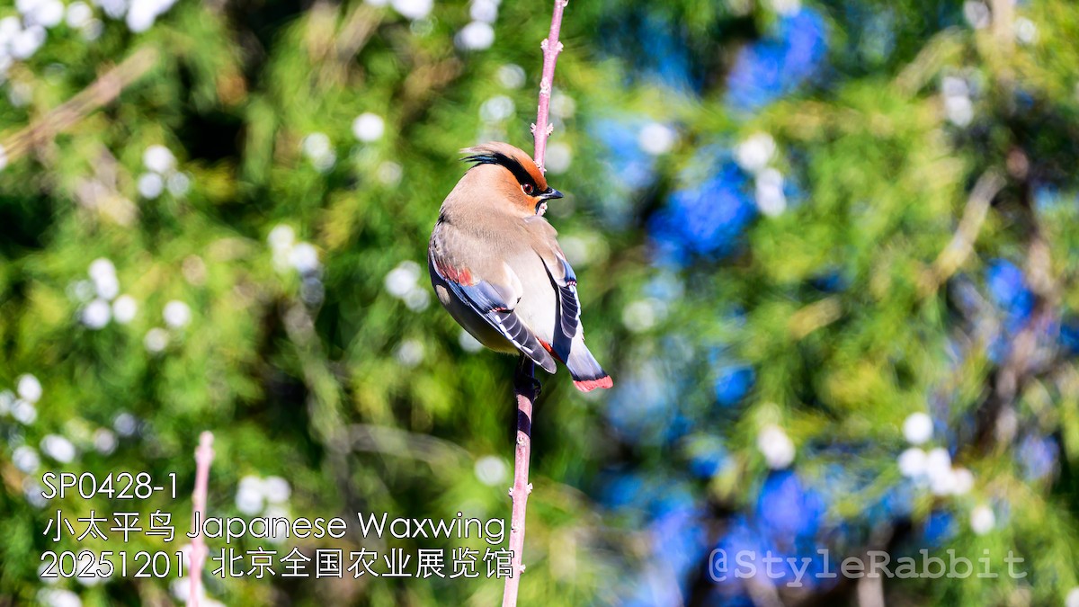 Japanese Waxwing - ML646680883