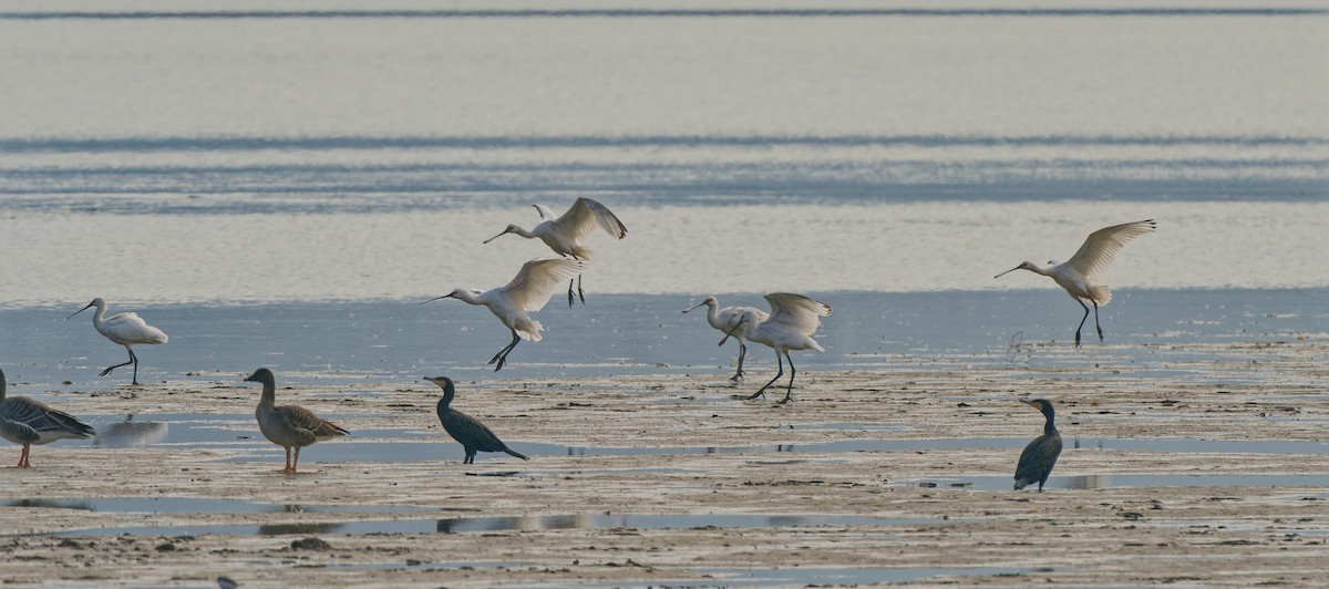 白琵鷺 - ML646680888