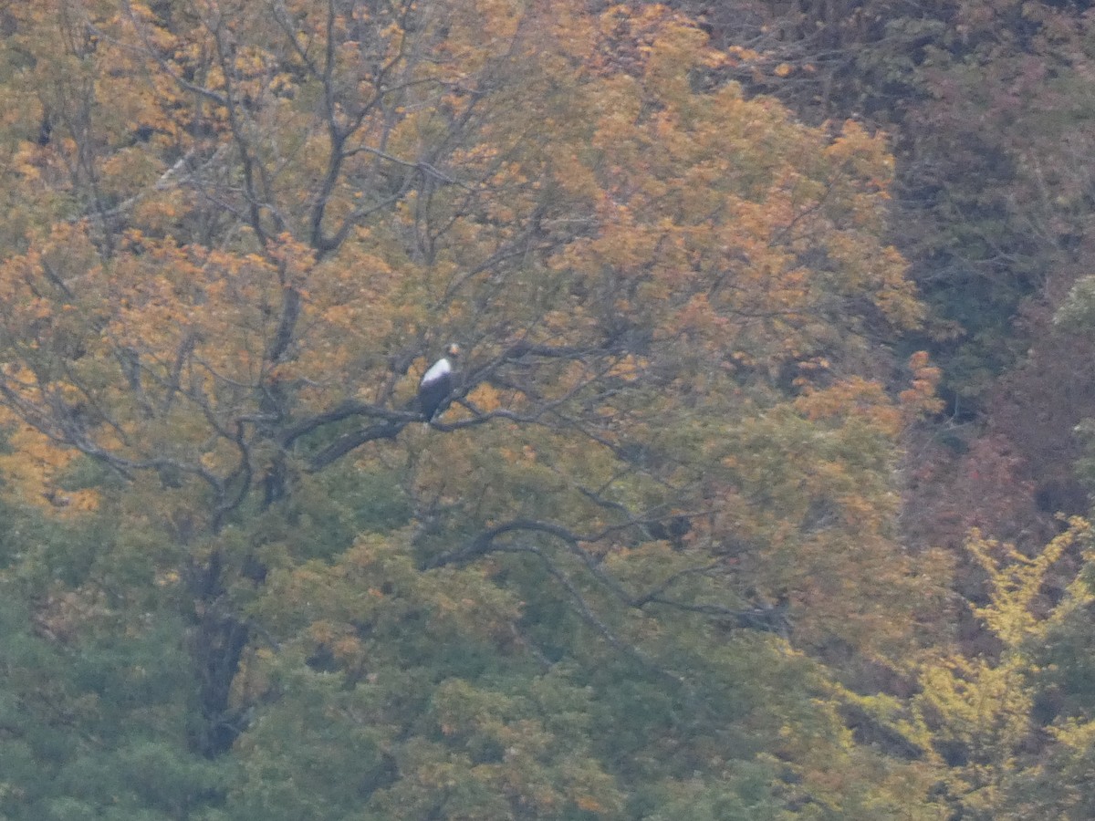 Steller's Sea-Eagle - ML646680889