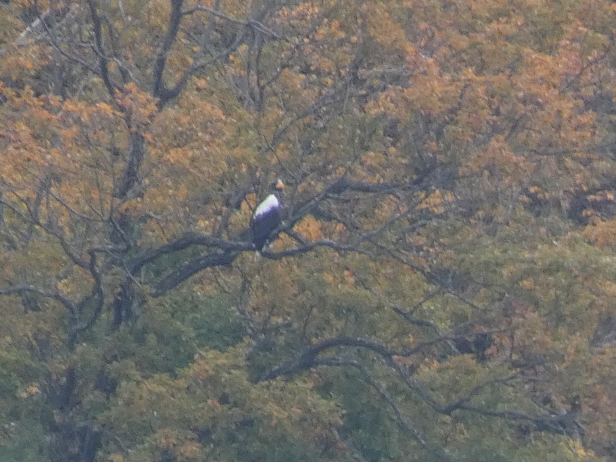 Steller's Sea-Eagle - ML646680890