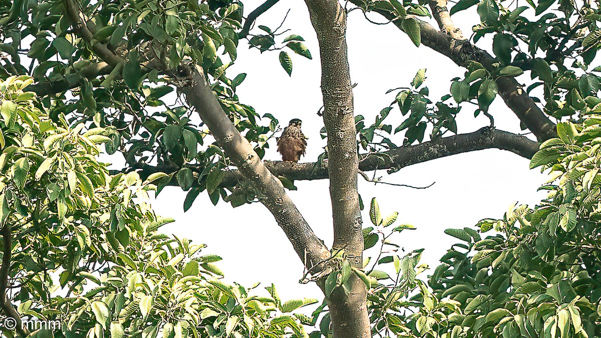 African Hobby - ML646680891