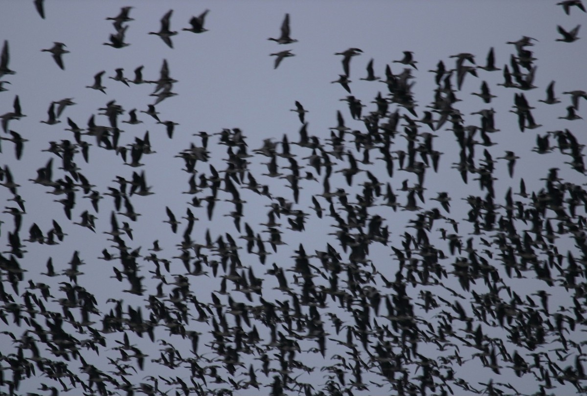 Greater White-fronted Goose - ML646680893