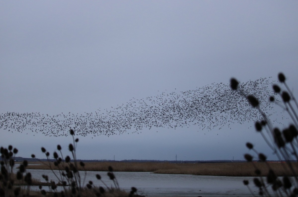 Greater White-fronted Goose - ML646680894