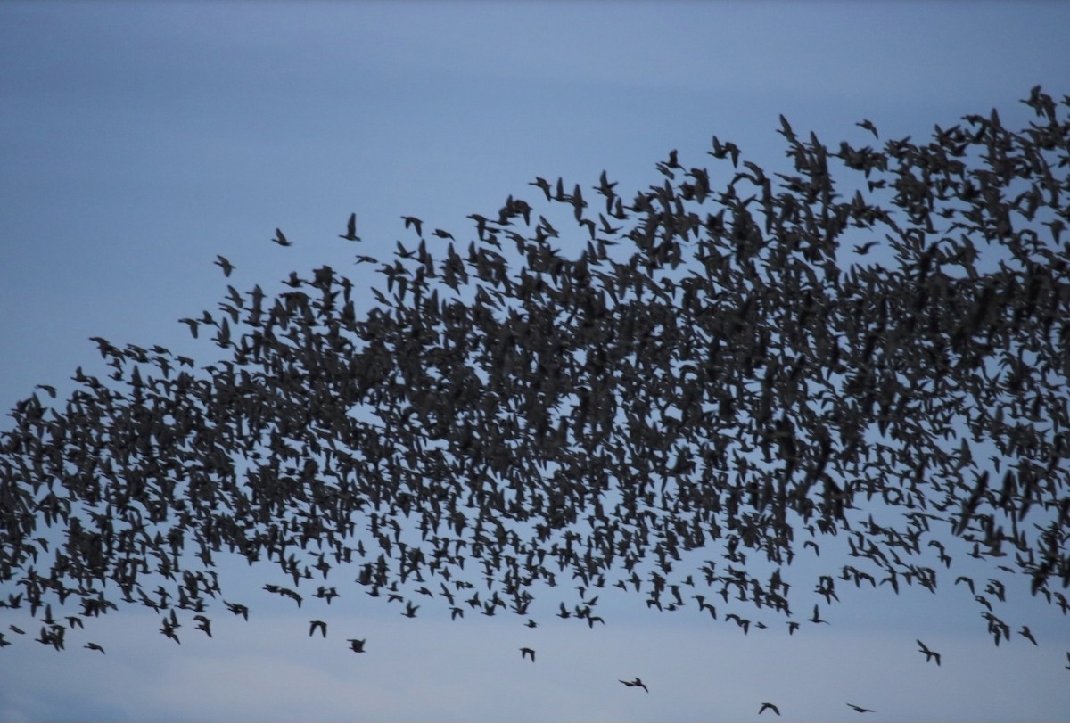 Greater White-fronted Goose - ML646680895