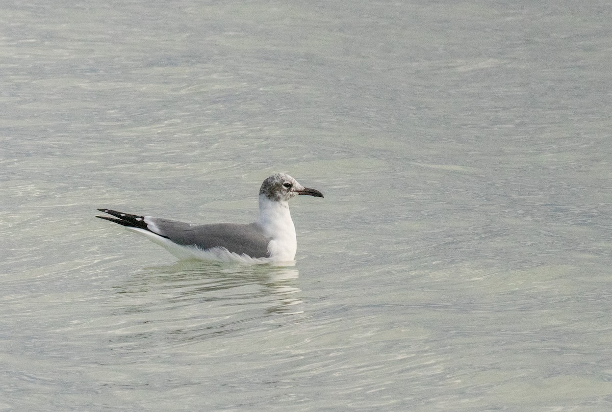 Gülen Martı - ML646680902