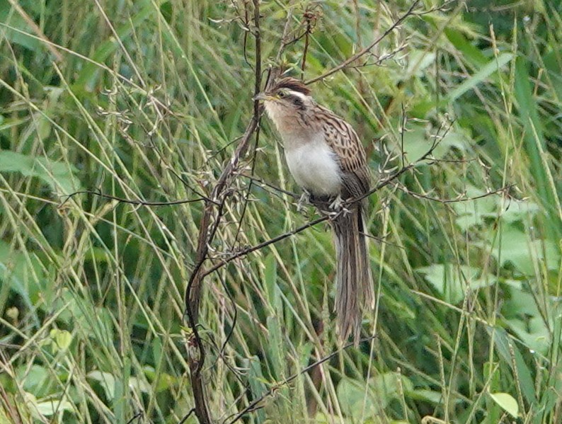 Тапера - ML646680905