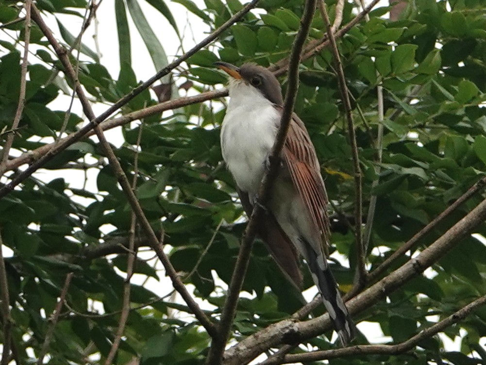 Yellow-billed Cuckoo - ML646680906