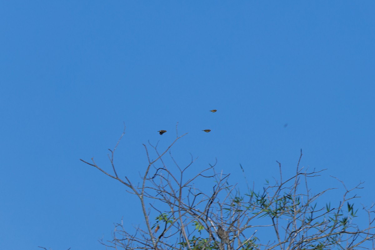 risvever - ML646680908