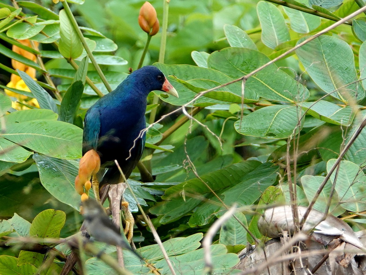 Малая султанка - ML646680909