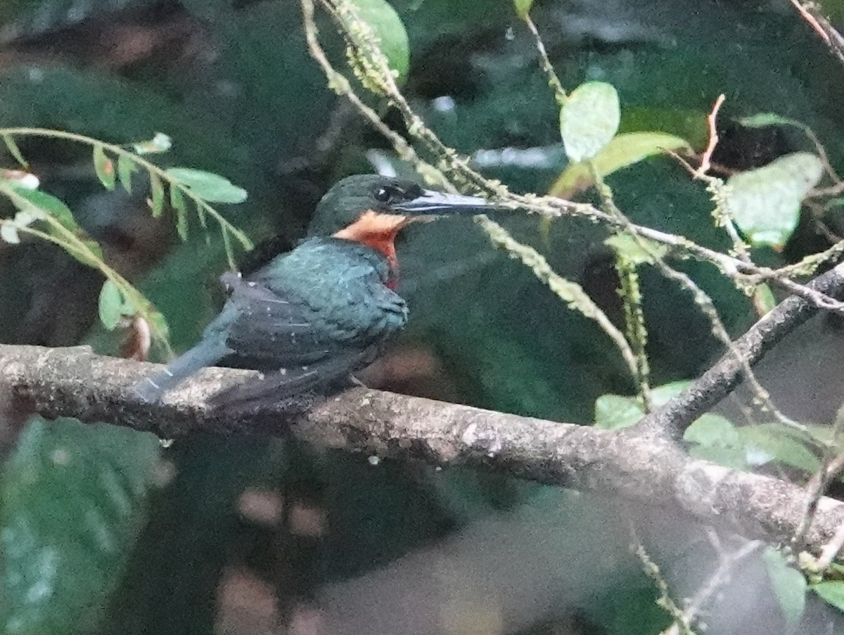 Green-and-rufous Kingfisher - ML646680911