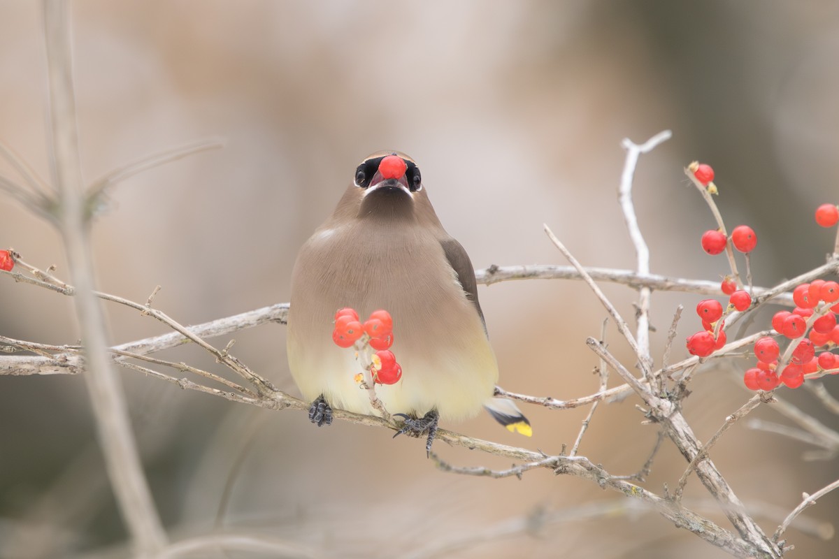 brkoslav americký - ML646680914
