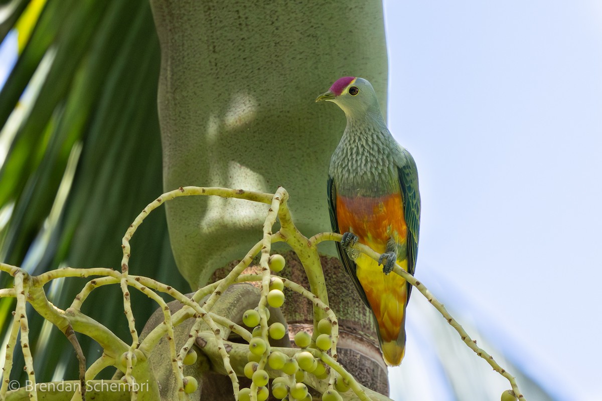 dronningfruktdue - ML646680917