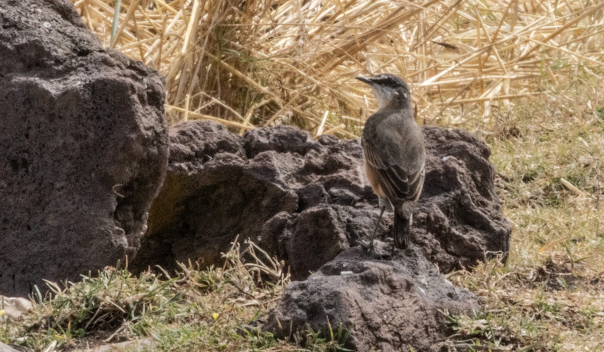 Rusty-breasted Wheatear - ML646680918