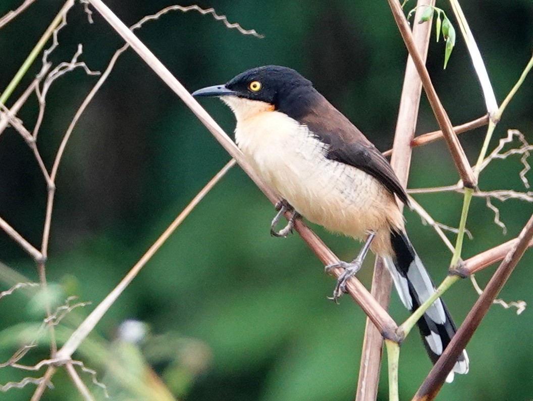 Черноголовый ангу - ML646680919