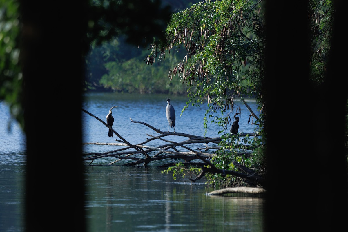 orientslangehals - ML646680920