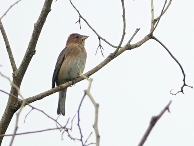 Passerin indigo - ML646680921