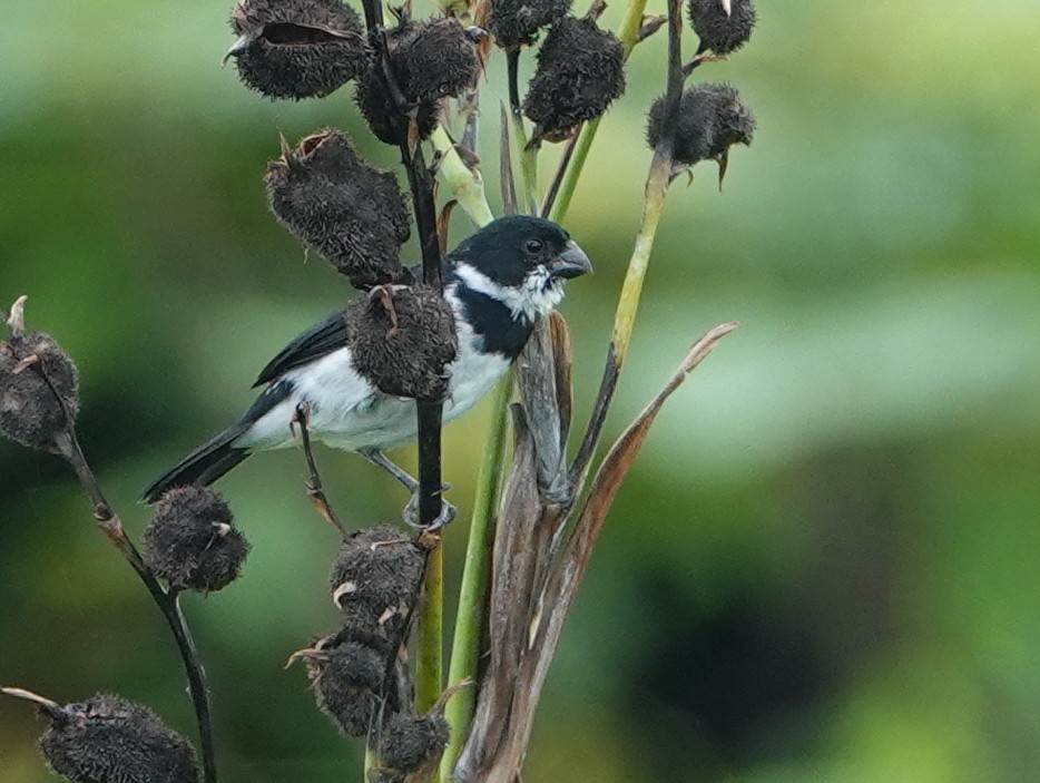Variable Seedeater - ML646680925