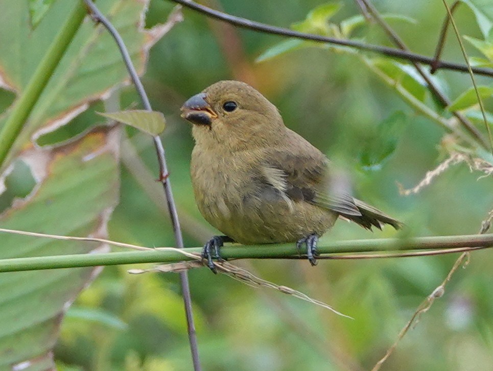 Variable Seedeater - ML646680926