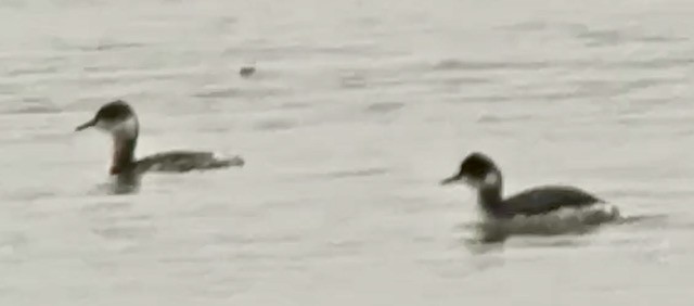 Grèbe à cou noir - ML646680933