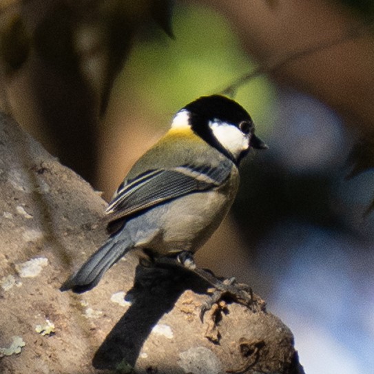 Asian Tit - ML646680935