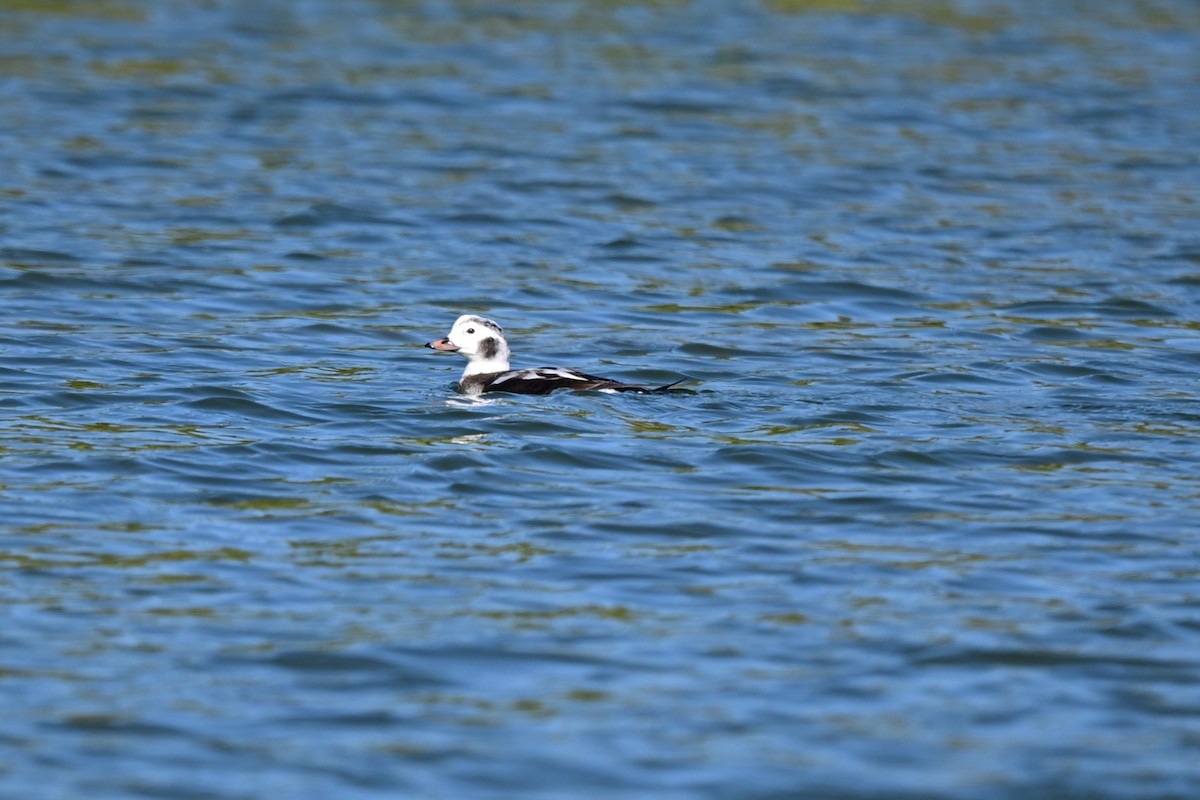 Izotz-ahatea - ML646680936