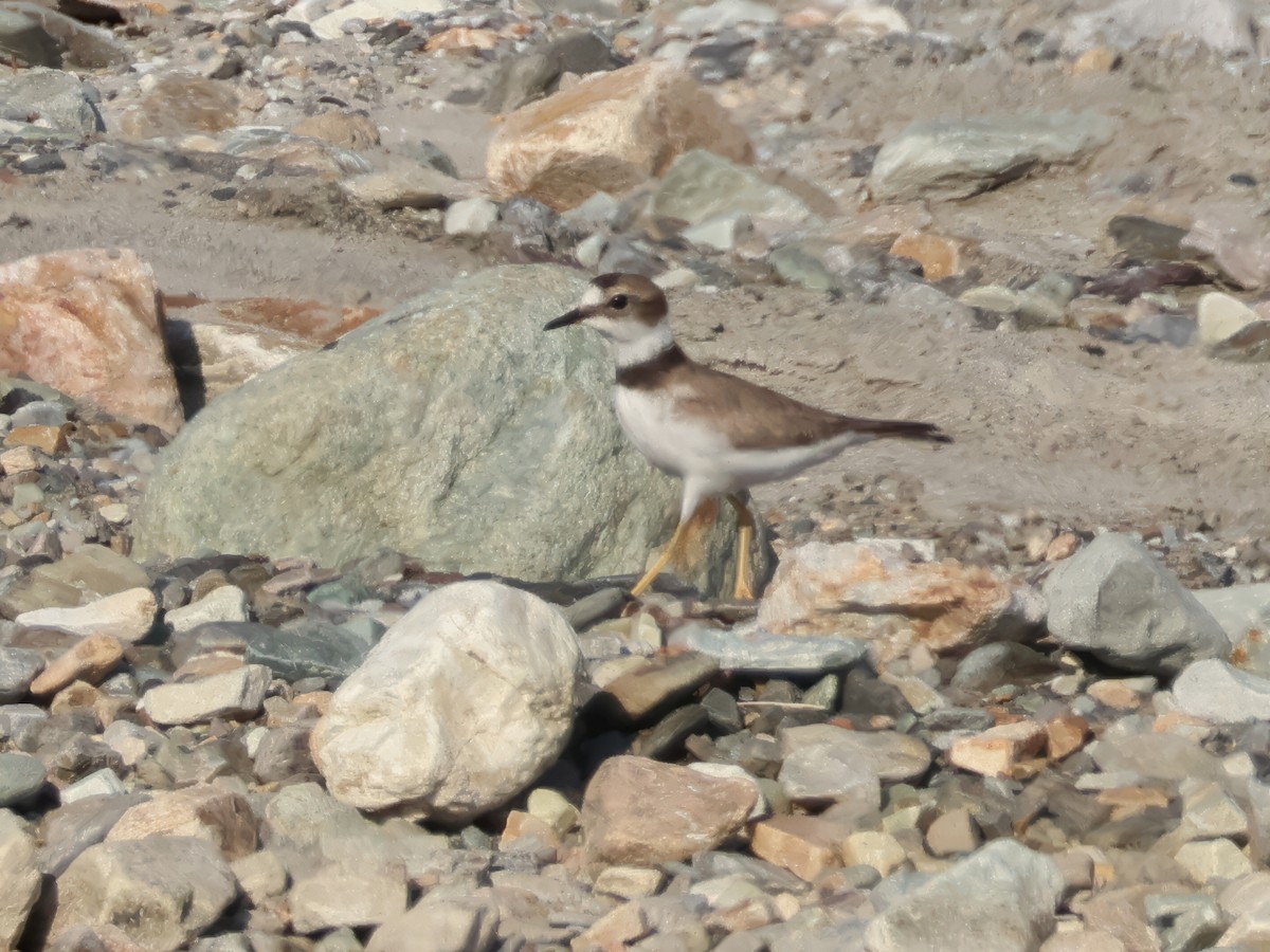 Long-billed Plover - ML646680937