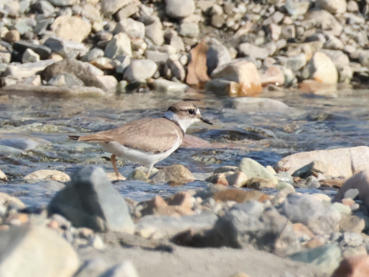 Long-billed Plover - ML646680938