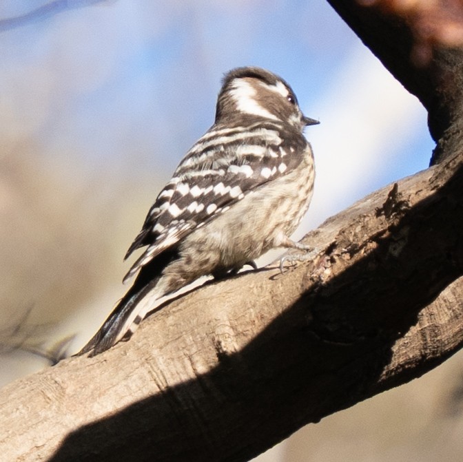 Дятел бурощокий - ML646680941