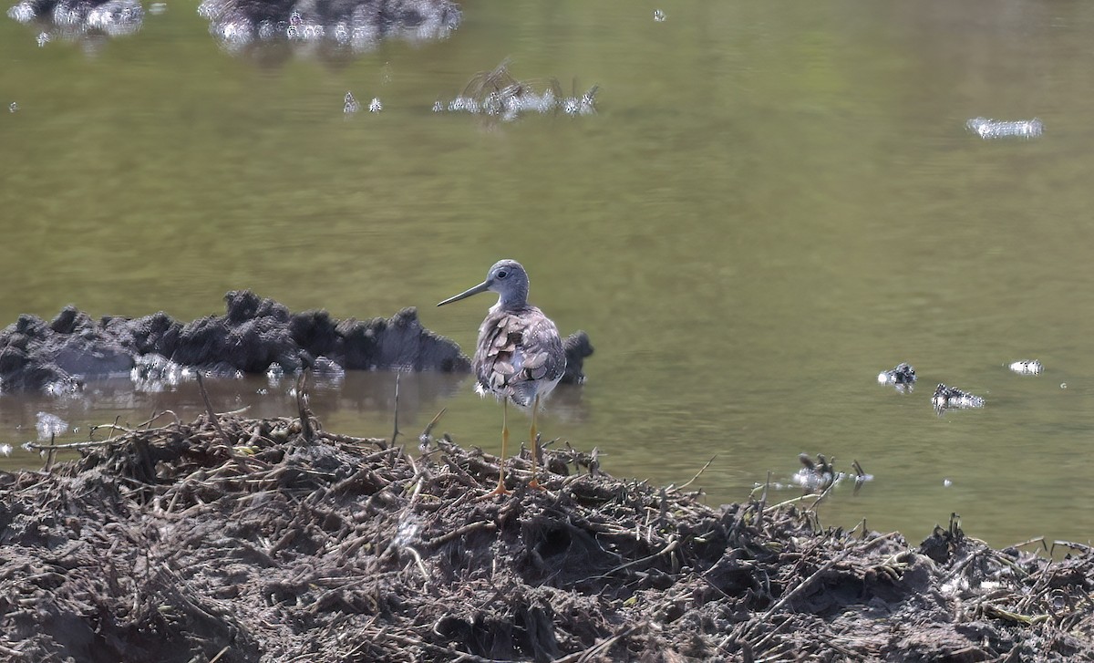 Büyük Sarıbacak - ML646680942