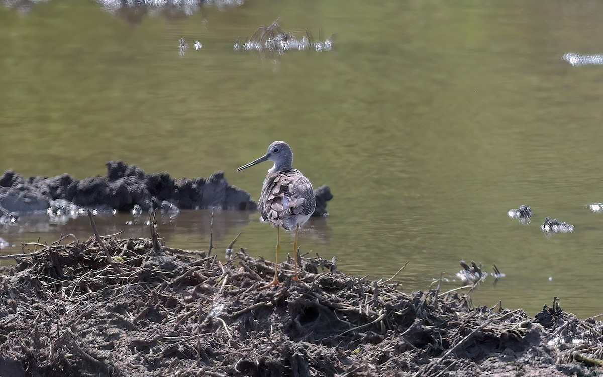 Büyük Sarıbacak - ML646680943