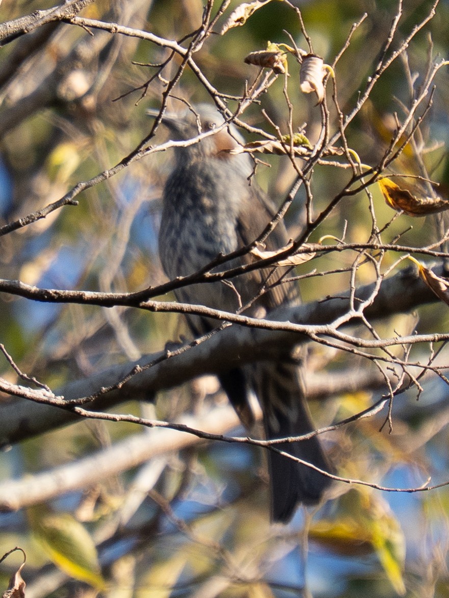 Оливник короткопалий - ML646680950