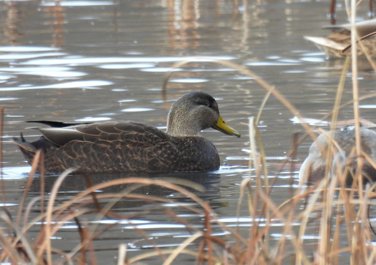 American Black Duck - ML646680952