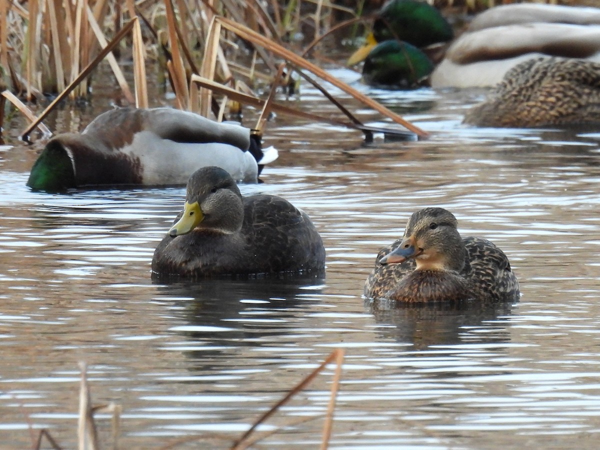 American Black Duck - ML646680953