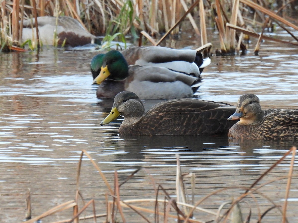 American Black Duck - ML646680954