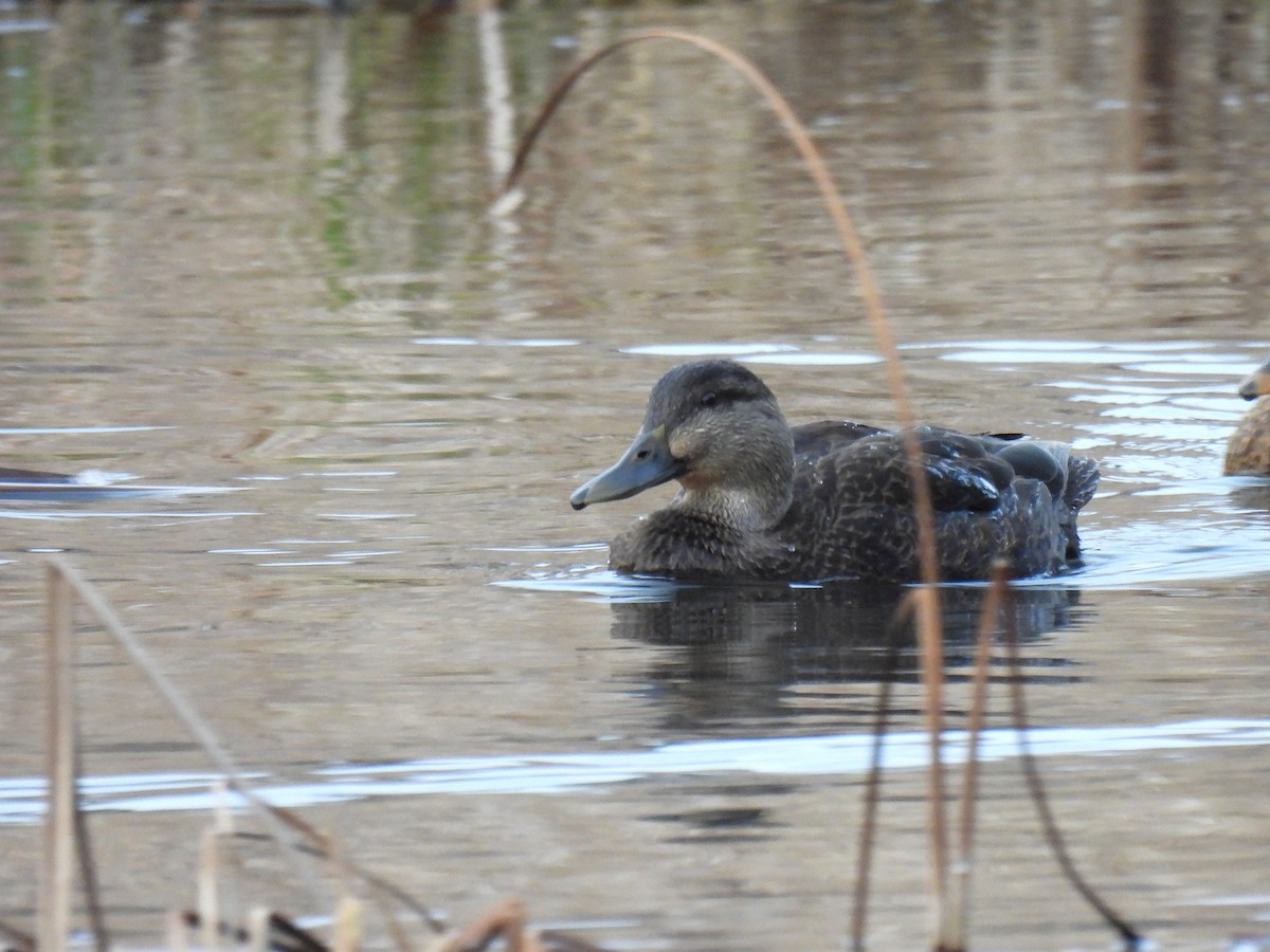 American Black Duck - ML646680955