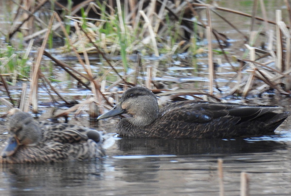American Black Duck - ML646680956