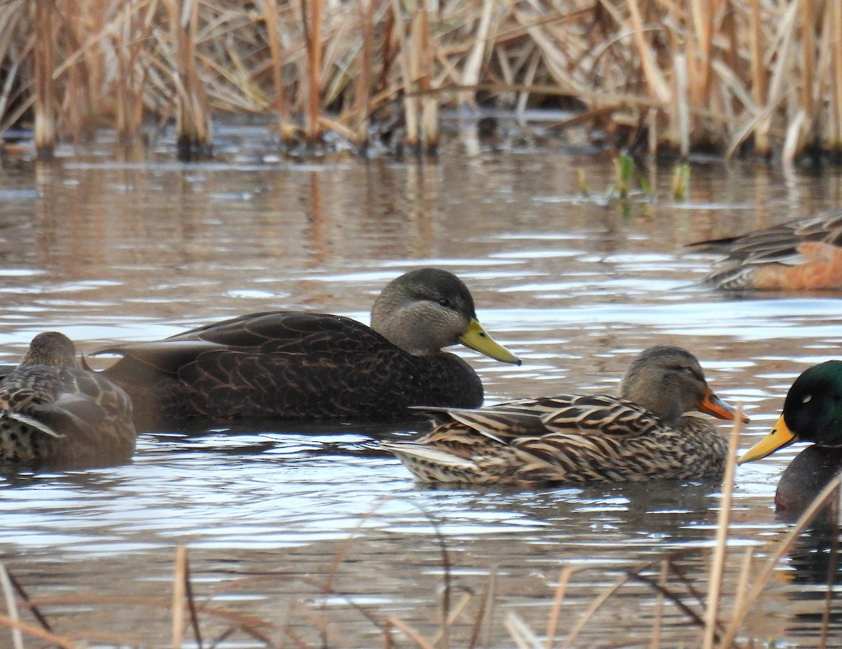 American Black Duck - ML646680957