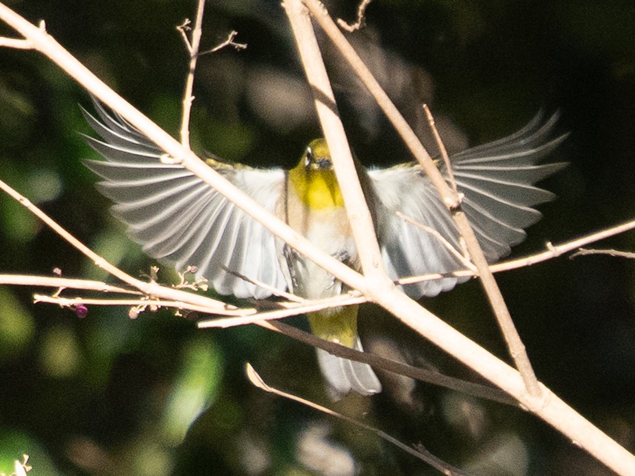 Окулярник японський - ML646680958