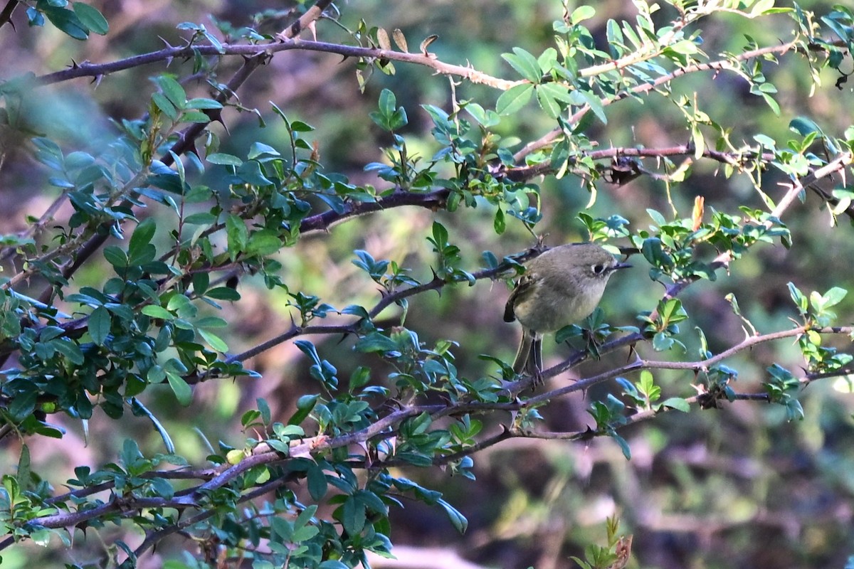 Золотомушка рубіновочуба - ML646680959