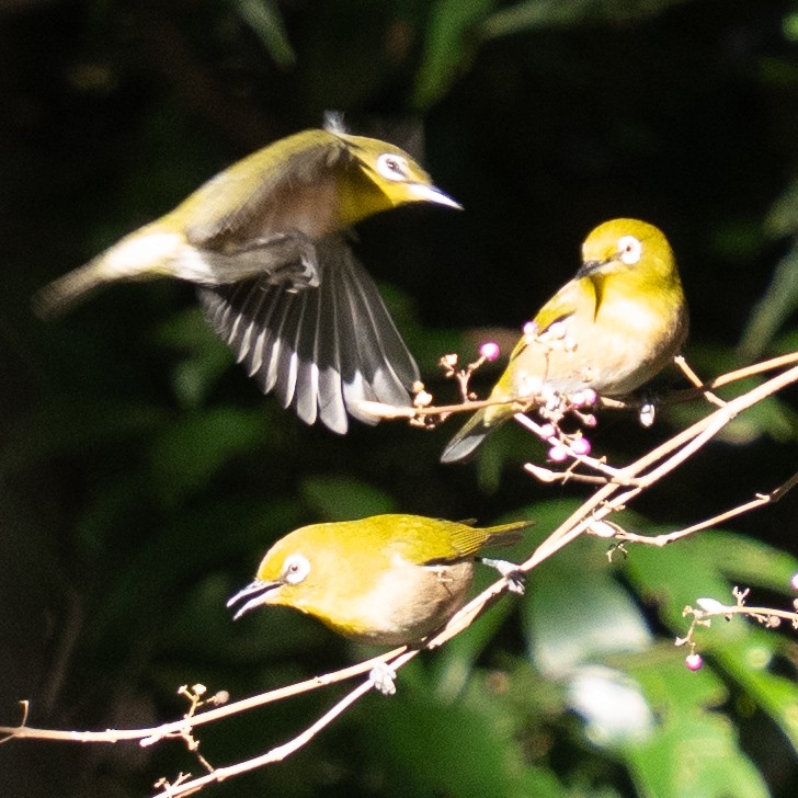 Окулярник японський - ML646680960