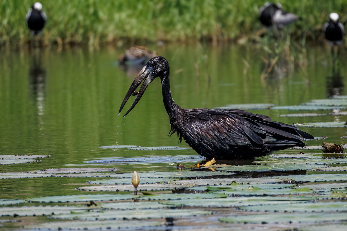 African Openbill - ML646680965