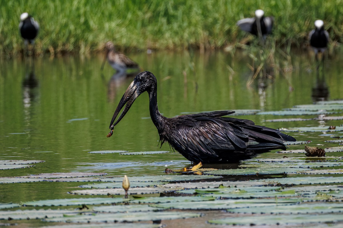 African Openbill - ML646680966