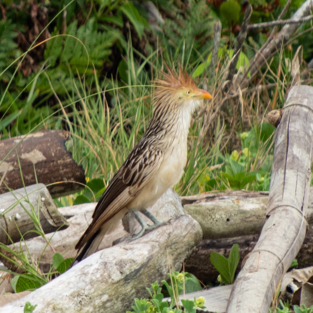 Guira Cuckoo - ML646680967