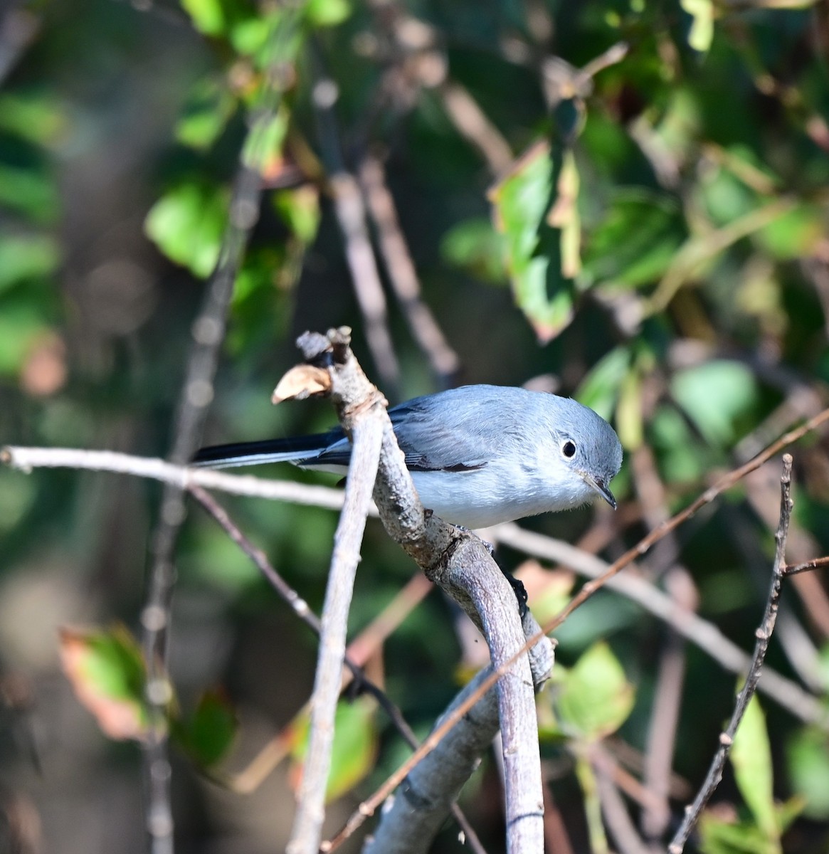 Комароловка сиза - ML646680968