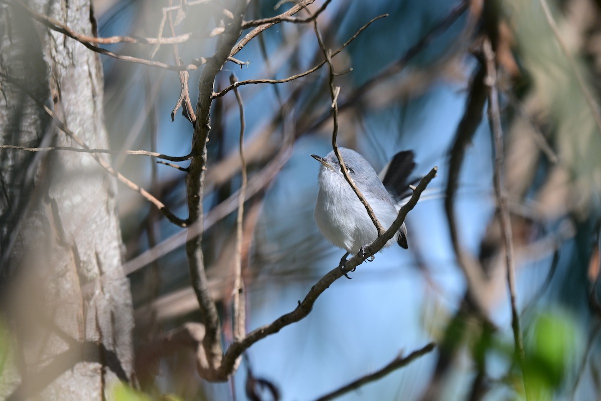 Комароловка сиза - ML646680970