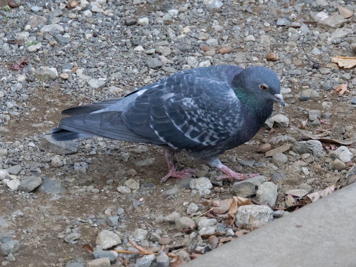 Голуб сизий (міський) - ML646680971