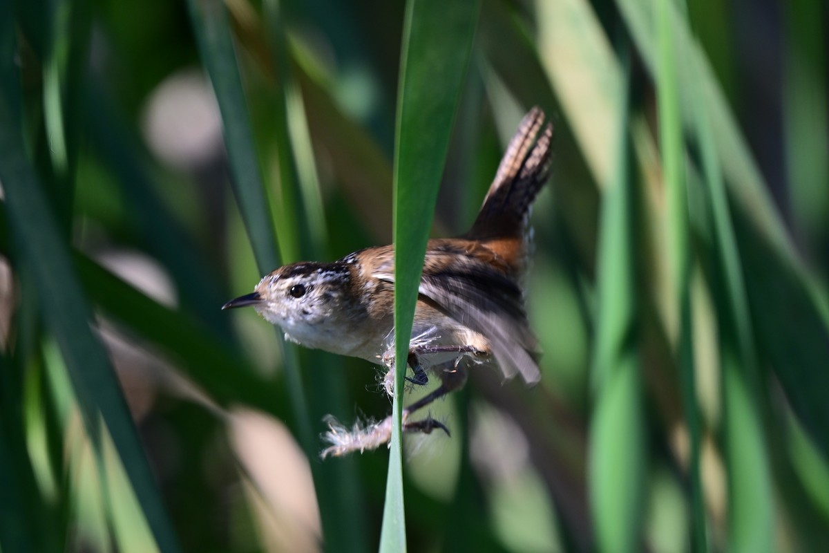 Овад болотяний - ML646680972