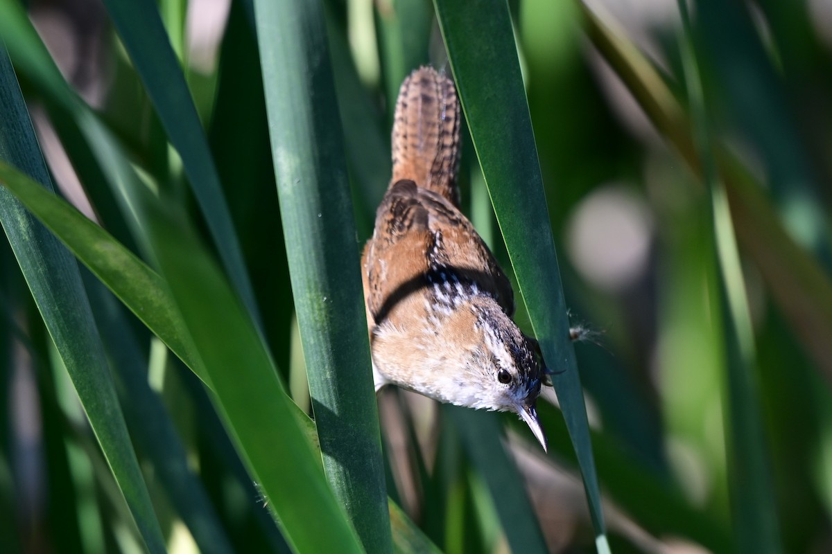 Овад болотяний - ML646680973