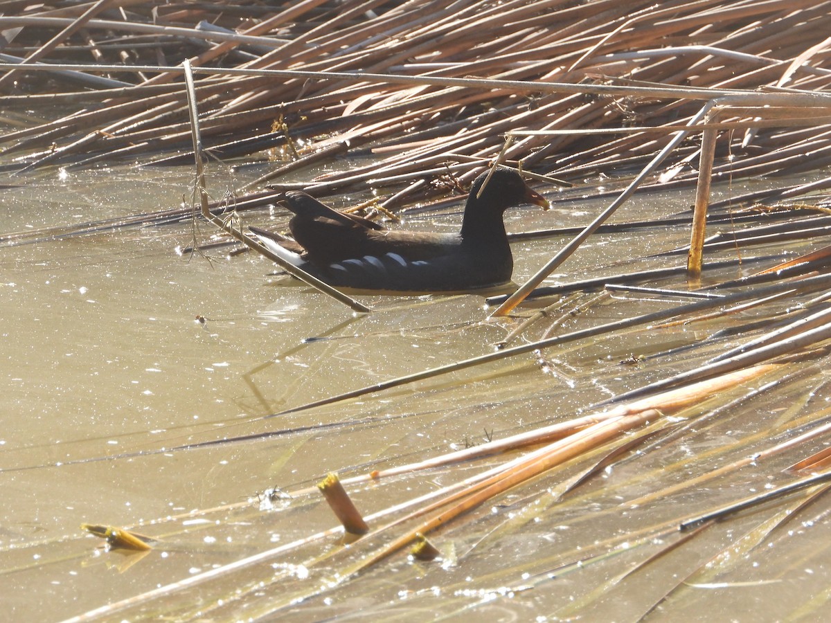 slípka americká - ML646680977